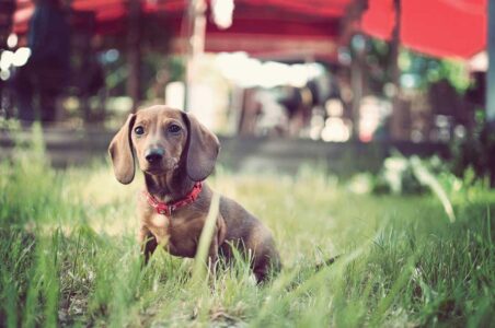 Pet Corner: Herbs for Pets Image